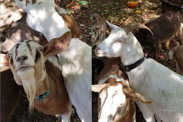 goatscaping