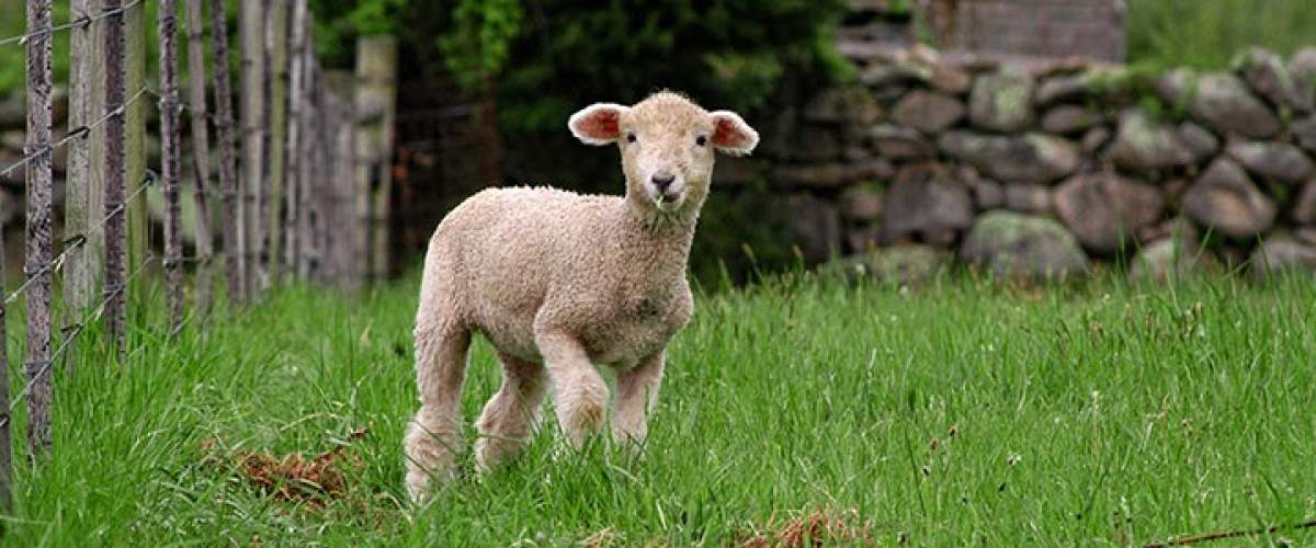 lamb