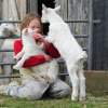 west tisbury farm baby goats
