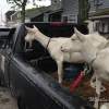 goats on the truck
