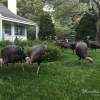 wild turkeys eating grass