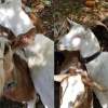 goatscaping